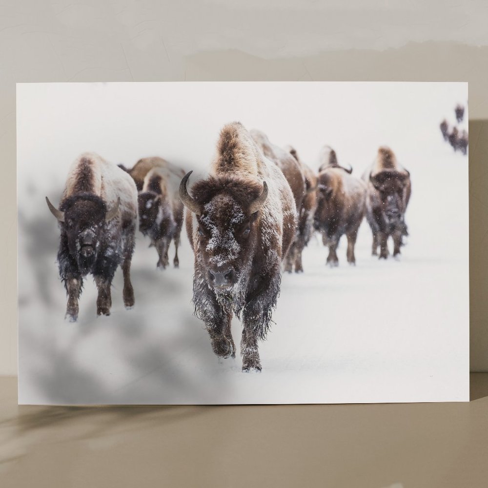 19 x13 " Buffalo snow winter photography art print matte nature wall art - Picture 5 of 5